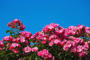 Mavi arkaplanlı pembe gül.