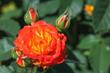 Arkaplan olarak yeşil yapraklı turuncu gül.