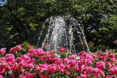 organik bahçe parkından açan pembe güller.