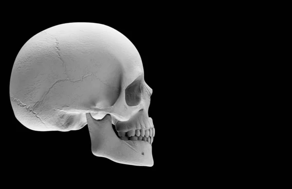 Renderowanie Halloween Ludzka Głowa Kość Czaszki Izolowane Czarnym Tle — Zdjęcie stockowe