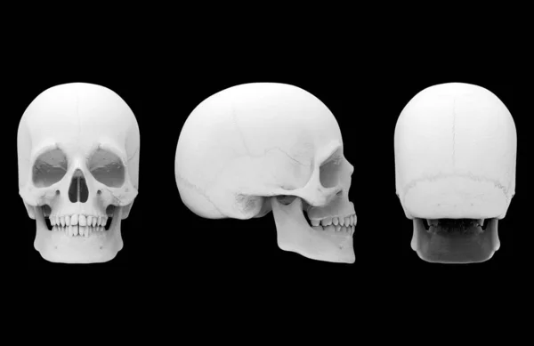 3d rendering. Set of three side of human head skull bone isolated on black background.