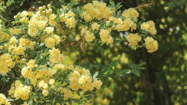 Natuurlijke Zoete Kleine Gele Rozen Tak Bomen Achtergrond — Stockfoto