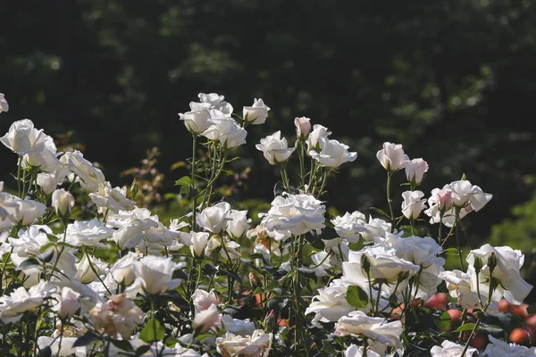 Morbidezza Fioritura Bianco Puro Rosa Giardino Sfondo — Foto Stock