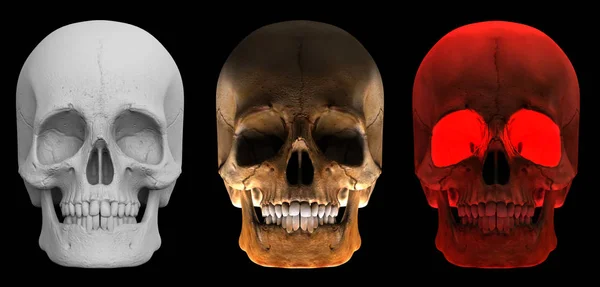 3d rendering. front side set of human head skull bone in several style tone isolated on black background. Horror halloween concepts.