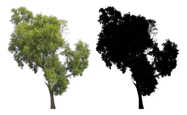 Φυσικό Αειθαλές Φύλλα Δέντρο Μαύρη Μάσκα Άλφα Απομονωθεί Λευκό Φόντο — Φωτογραφία Αρχείου