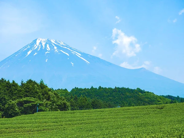 Vackra Fuji Berg Och Färsk Skörd Ekologisk Grön Gård Sommarsäsongen — Stockfoto