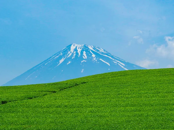Gyönyörű Fuji Hegy Friss Betakarítás Bio Zöld Tea Farm Nyári — Stock Fotó