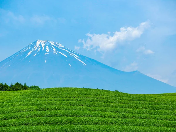 Güzel Fuji dağı ve yaz mevsiminde taze organik yeşil çay çiftliği hasat ediliyor..