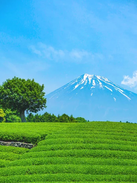 Beautiful Fuji Mountain Fresh Harvesting Organic Green Tea Farm Landmark — Stock Photo, Image