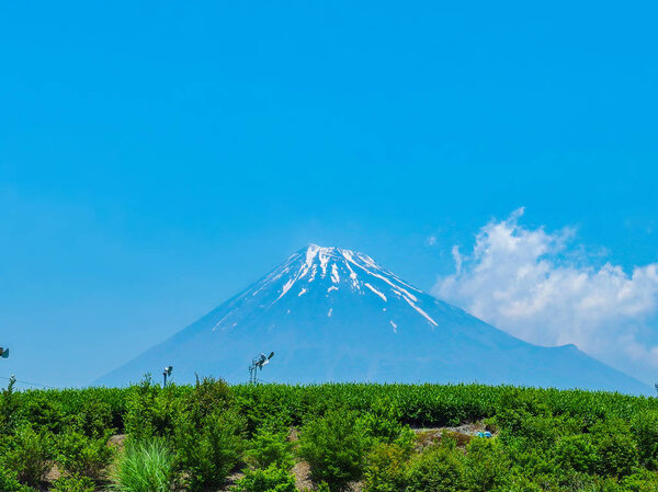 Beautiful Fuji mountain and fresh harvesting organic green tea farm landmark on summer season.