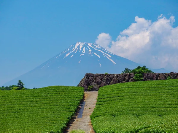 Vackra Fuji Berg Och Färsk Skörd Ekologiskt Grönt Gård Landmärke — Stockfoto