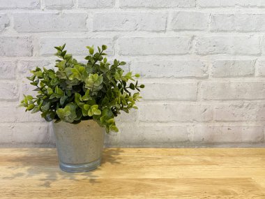 Çelik tencerede küçük yeşil bir fabrika. Fotokopi duvarı arka planı..