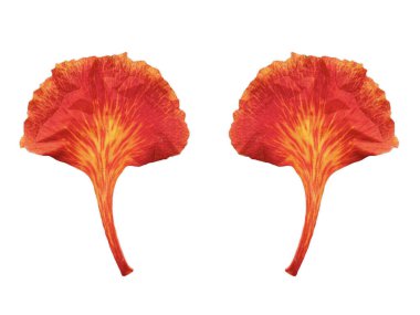 Beyaz arkaplanda kırmızı parlak çiçek yaprağı izole.