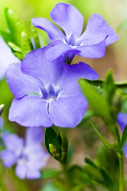 Cezayir menekşesi baharda çiçek açan büyük deniz salyangozu mavi çiçekler.