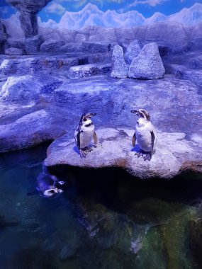 İki penguen bir kayanın üzerinde duruyor ve üçüncüsü suyun altında yüzüyor.