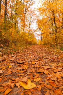Sonbahar ormanlarına giden yol, ağaçların ve çalıların arasında, yerden çekilen fotoğraflar.