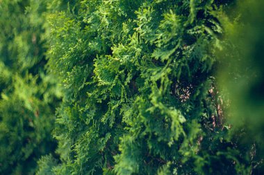 Kuzey Amerika 'nın doğu bölgelerinde doğal olarak oluşan Thuja familyasından, Cypress familyasından sonsuza dek yeşil kozalaklı ağaç. Peyzaj tasarımı. Doğal arka plan dokusu. Seçici odak bulanıklığı