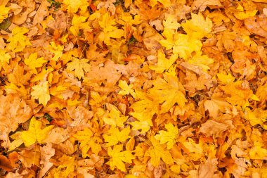 Yerde bir sürü sarı ve turuncu kuru yaprak var.