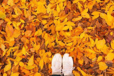 Sonbahar sarısı ve turuncu yaprakların arkaplanı kadın beyaz spor ayakkabılarıyla yerde yatıyor..