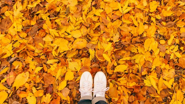 Background Autumn Yellow Orange Dry Leaves Lying Ground Women White — Stock Photo, Image