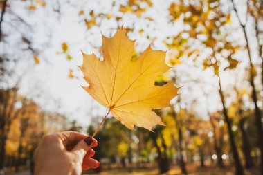 Genç bir kadın elinde sarı akçaağaç yapraklarıyla parkta sonbahar yapraklarını tutuyor..