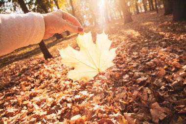 Genç bir kadın elinde sarı akçaağaç yapraklarıyla parkta sonbahar yapraklarını tutuyor..