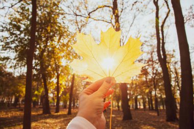 Genç bir kadın elinde sarı akçaağaç yapraklarıyla parkta sonbahar yapraklarını tutuyor..