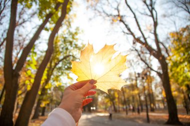 Genç bir kadın elinde sarı akçaağaç yapraklarıyla parkta sonbahar yapraklarını tutuyor..