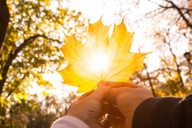 Kadın ve erkeğin elleri, parkta parlayan güneşli akçaağaç yaprağını tutarlar..
