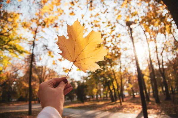 Genç bir kadın elinde sarı akçaağaç yapraklarıyla parkta sonbahar yapraklarını tutuyor..