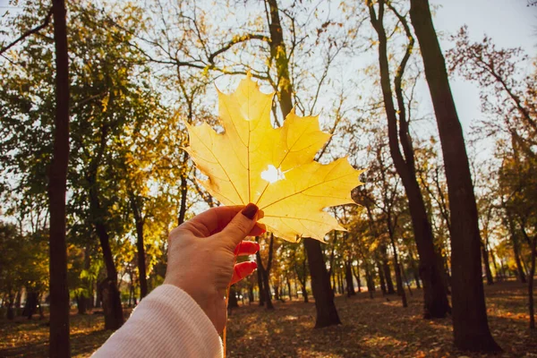 Genç bir kadın elinde sarı akçaağaç yapraklarıyla parkta sonbahar yapraklarını tutuyor..