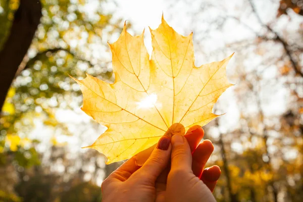 Kadın ve erkeğin elleri, parkta parlayan güneşli akçaağaç yaprağını tutarlar..