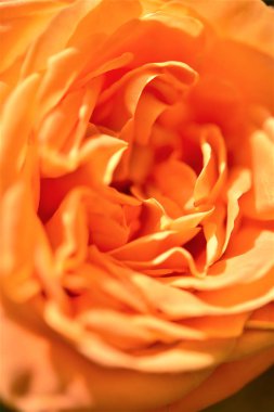 Turuncu gül özel bir renk olduğunu anlamını kırmızı gül bir karışımıdır. Bu derin sevgi demektir