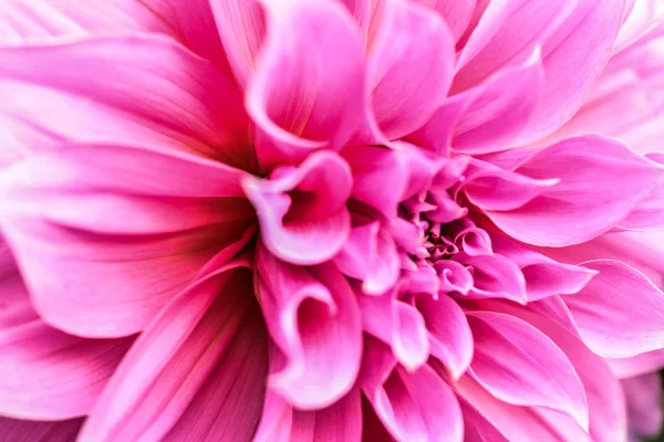 Розовые Цветы Крупным Планом — стоковое фото