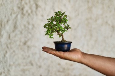 Avucunun içinde Bonsai bitkisi var. Bahçe konsepti.