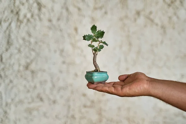 Bonsai plant on the palm of the hand. Gardening concept.