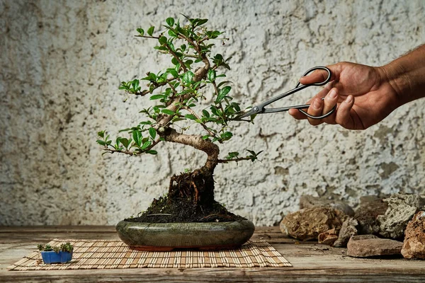 Çalışma masasında bonsai ağacı budamak. Bahçe konsepti.
