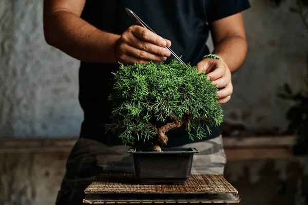 Çalışma Masasında Bonsai Ağacı Budamak Bahçe Konsepti Stok Fotoğraf