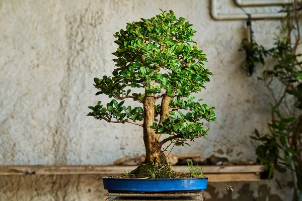 Bonsai Ağacı Satmaya Hazır Bahçe Konsepti Telifsiz Stok Fotoğraflar