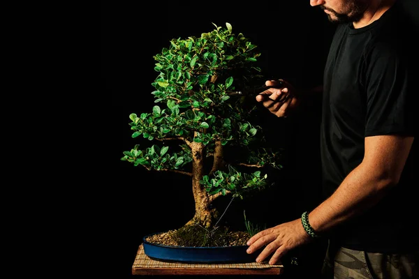 Bonsai Ağacı Siyah Arka Plan Bahçe Konsepti Üzerine Stok Fotoğraf