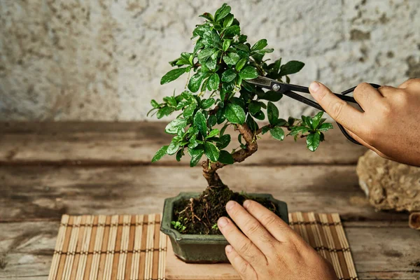 Çalışma Masasında Bonsai Ağacı Budamak Bahçe Konsepti - Stok İmaj