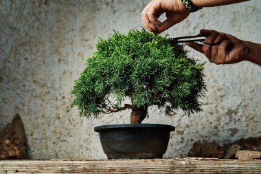 Çalışma masasında bonsai ağacı budamak. Bahçe konsepti.