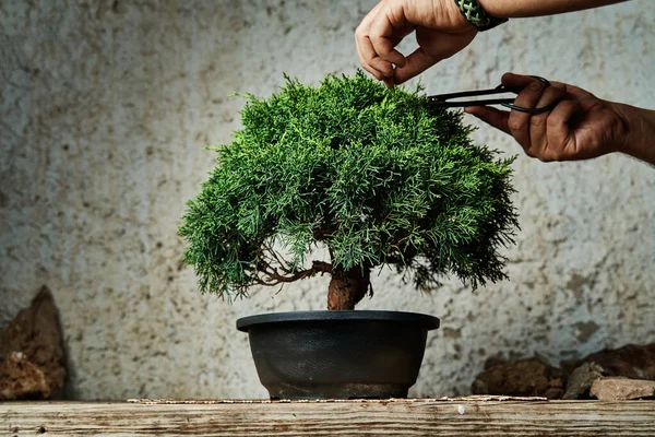 Çalışma Masasında Bonsai Ağacı Budamak Bahçe Konsepti Telifsiz Stok Imajlar