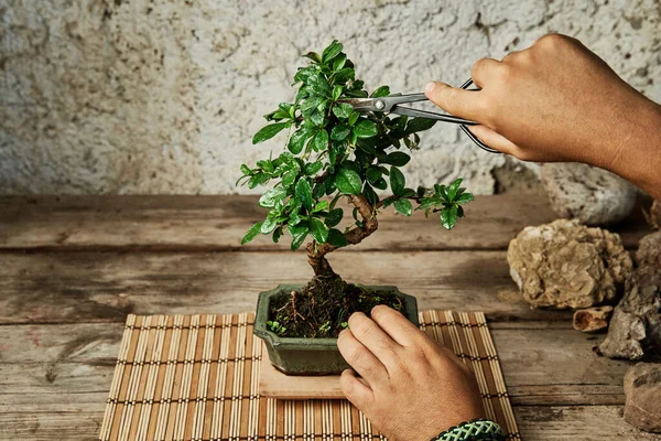 Çalışma Masasında Bonsai Ağacı Budamak Bahçe Konsepti Stok Resim