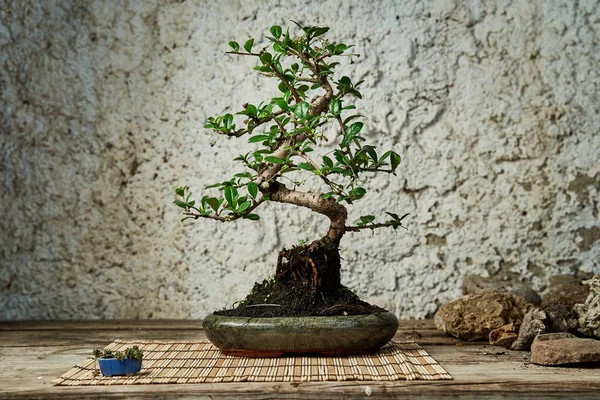 Bonsai Ağacı Bakım Için Çalışma Masasının Üzerinde Bahçe Konsepti Telifsiz Stok Imajlar