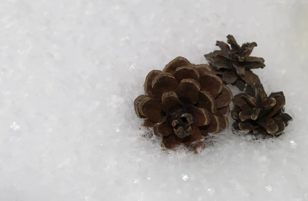 pine cones on the background of fluffy snow