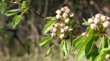 lente apple boom bloesem.