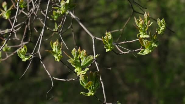 Ramo Árvore Começando Com Novas Folhas Início Primavera Fundo Escuro — Vídeo de Stock