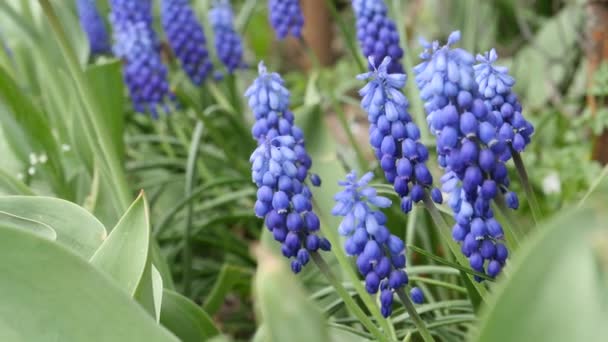 Flores Primavera Bluebell Grabación Mano — Vídeos de Stock