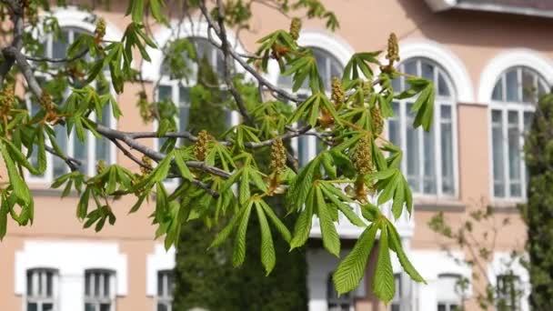 Hestnut Tree Spring Branch Blossom Prebloom Met Windows Achtergrond — Stockvideo